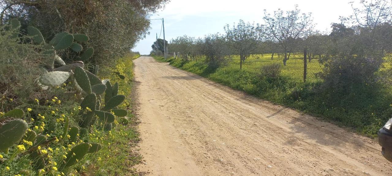 Casa Do Pinheiro - Parque Natural Da Ria Formosa. Ταβίρα Εξωτερικό φωτογραφία