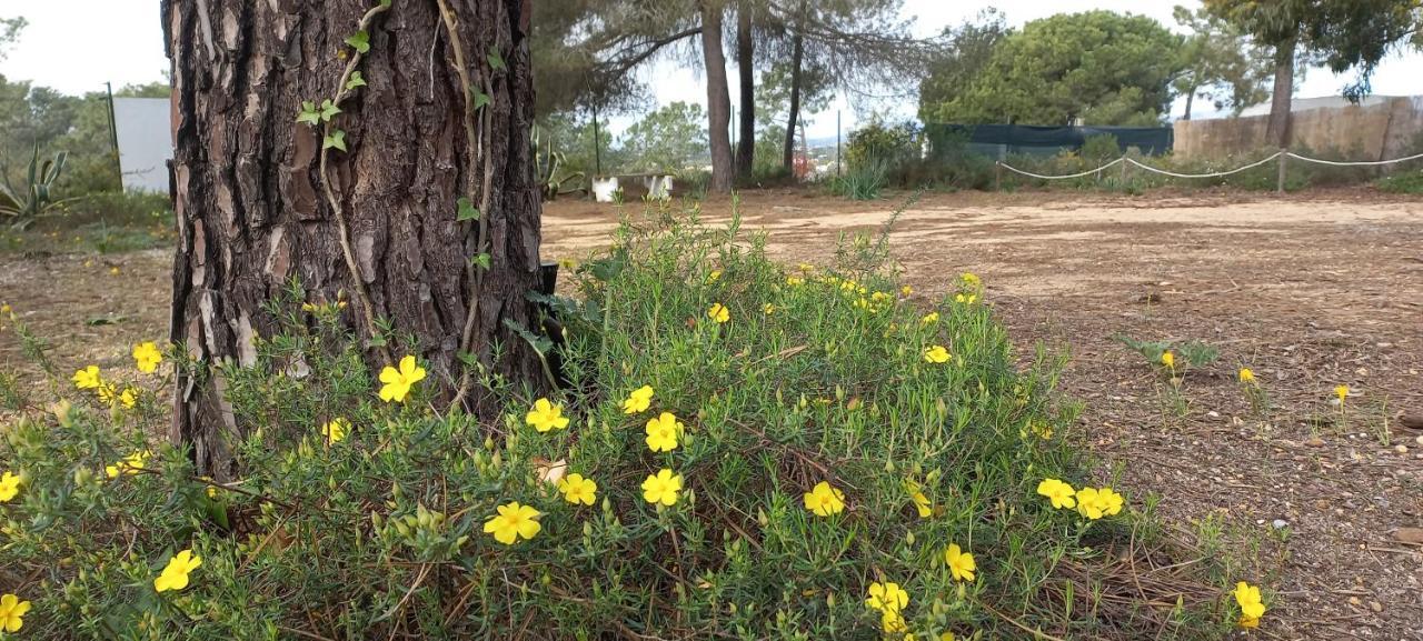 Casa Do Pinheiro - Parque Natural Da Ria Formosa. Ταβίρα Εξωτερικό φωτογραφία